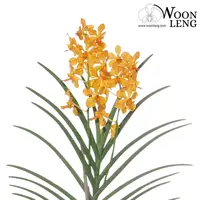 Papilionanda Ambrosian Twinkle