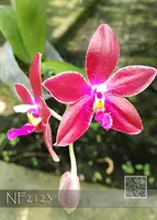 Phal. Joy Chienlung Cat ', Note: Wonderful sweet fragrance, 1-2 spikes ' (P. tetraspis x P. Chienlung Super Eagle)