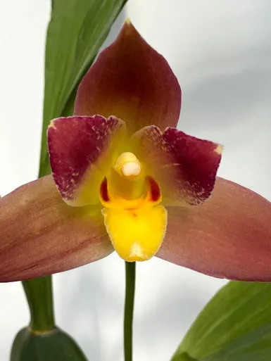 Lycaste Red Jewel 'Hilo Girl' (Lycaste)