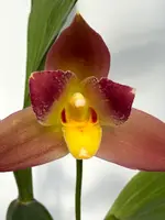 Lycaste Red Jewel 'Hilo Girl'