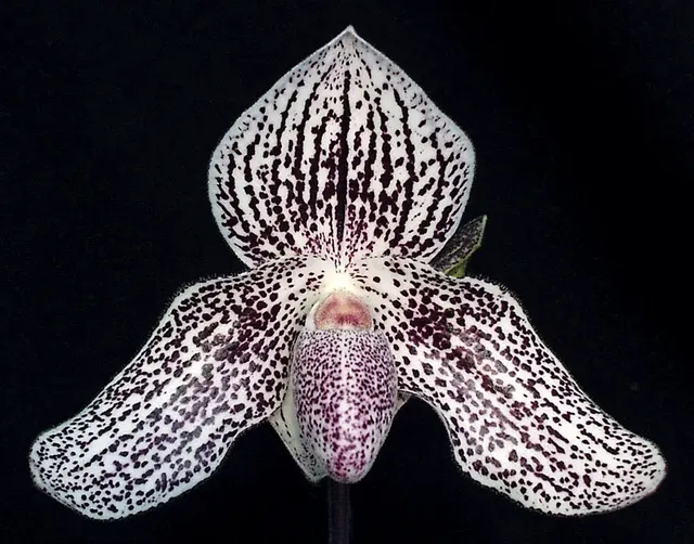 Paphiopedilum Rob Levi 'Maple Plain'
