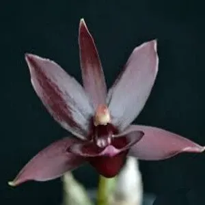 Monnierara Jumbo Hermes (Monnierara)