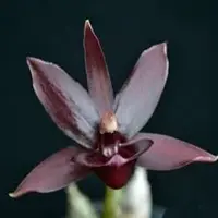 Monnierara Jumbo Hermes