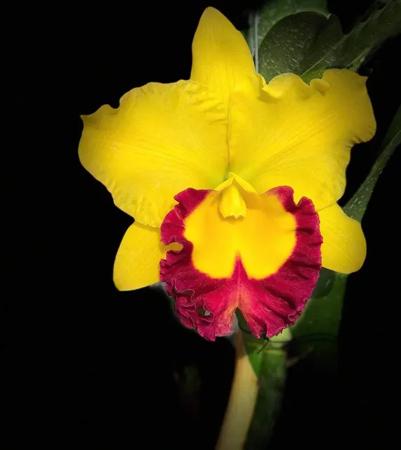 Rhyncholaeliocattleya Siam Treasure ‘No 3’ (Rhyncholaeliocattleya)