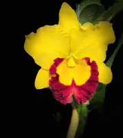 Rlc. Siam Treasure ‘No 3’