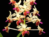 V. lamellata (VLA-A) (- - - - lamellata )