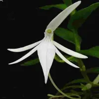 Jumellea comorensis sp.