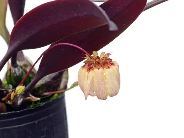 Bulbophyllum auratum f pink (Bulbophyllum)