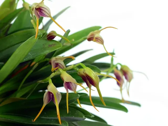 Masdevallia attenuata (Masdevallia)