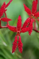 Renanthera bella