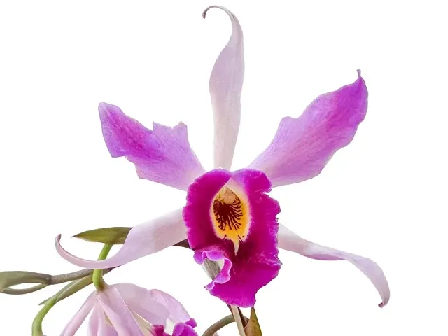 Laeliocattleya Edissa (Laeliocattleya)