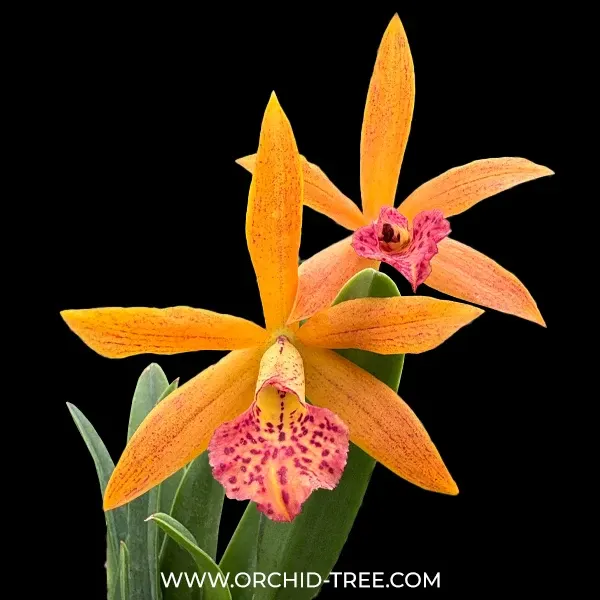 Cattleya Rustic Spots (Cattleya)