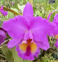 Blc. St. Clement 'Trinity' AM/AOS.