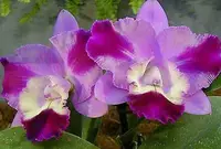 C. Mini Song 'Fantasy' (Mini Purple x Mari's Song) (M433) (Hybrid)