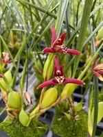 The Coconut Orchid, Maxillaria tenuifolia Just Repotted, Blooming Size