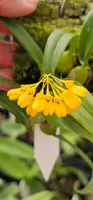 Bulbophyllum for sale