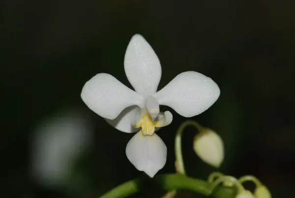 Phalaenopsis equestris 'albescens'