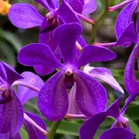 Mokara Orchid Plant Purple 'V' - Top Cutting Small