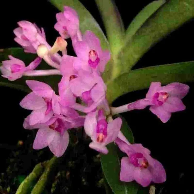 Ascocentrum pusillum sp (Ascocentrum)