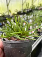 Neofinetia falcata ‘Seiryujishi’