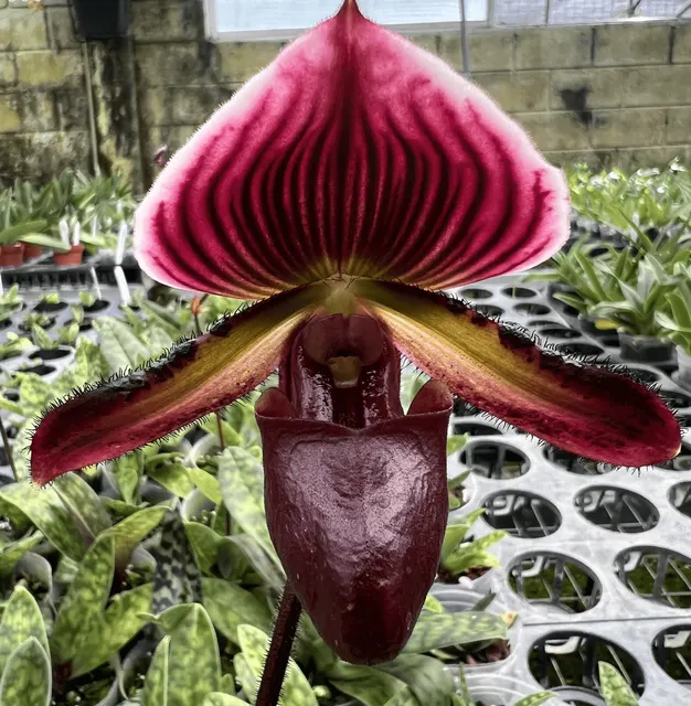 Paphiopedilum Nocturne Rouge (Paphiopedilum)