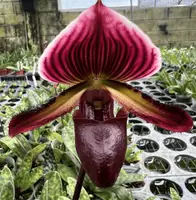 Paphiopedilum Nocturne Rouge