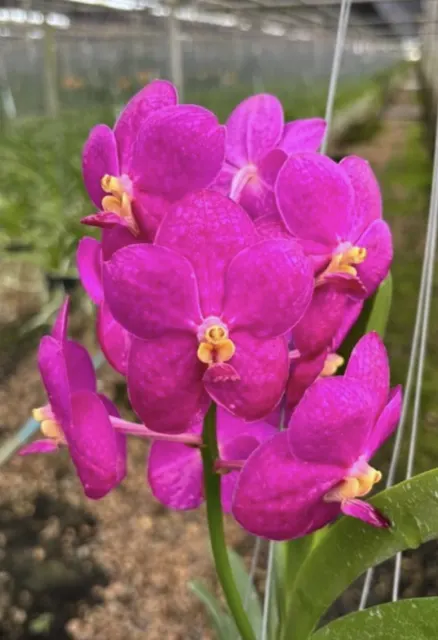 Vanda John de Biase (Vanda)