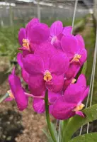 Vanda John de Biase