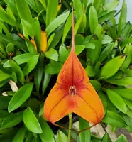 Masdevallia Cusco Gold 'Seville'