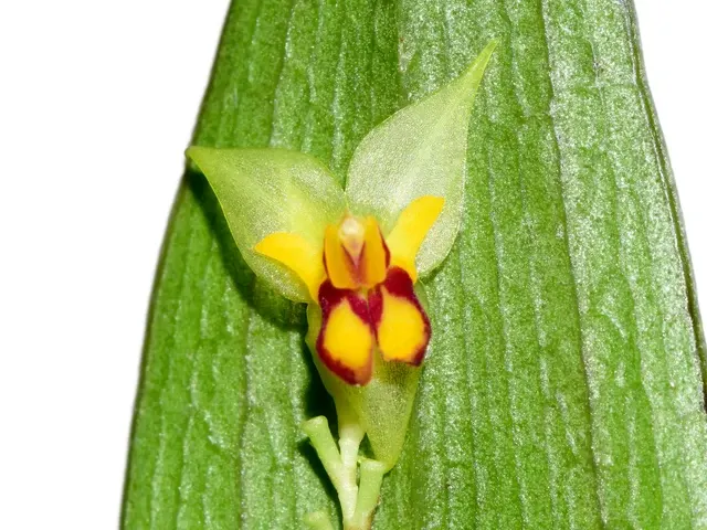 Lepanthes hugomedinae (Lepanthes)