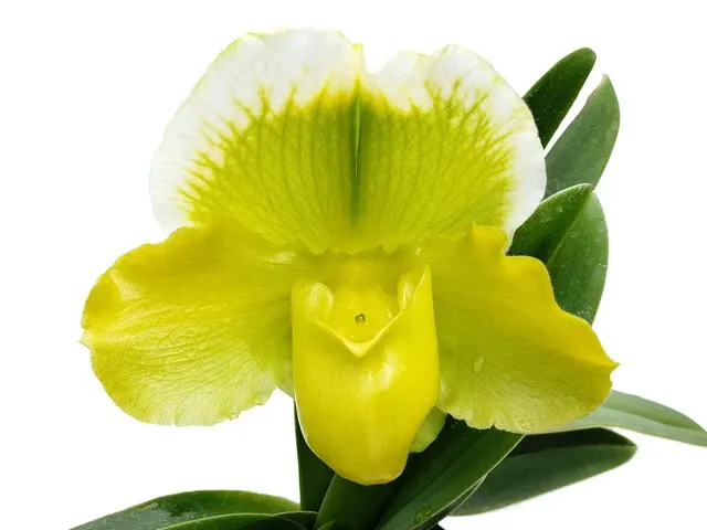 Paphiopedilum Cocoa Lovely X Cocoa Green 'Big' (Paphiopedilum)