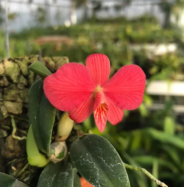 Sophronitis brevipeduncolata