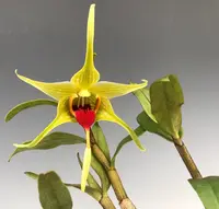 Dendrobium tobaense var. giganteum