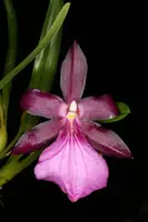 Miltonia morelliana