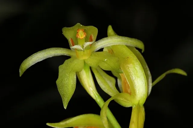 Coelogyne chloroptera (Coelogyne)