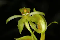 Coelogyne chloroptera