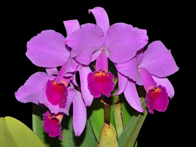 Cattleya trianae splash x 'Venezuela' (Cattleya)