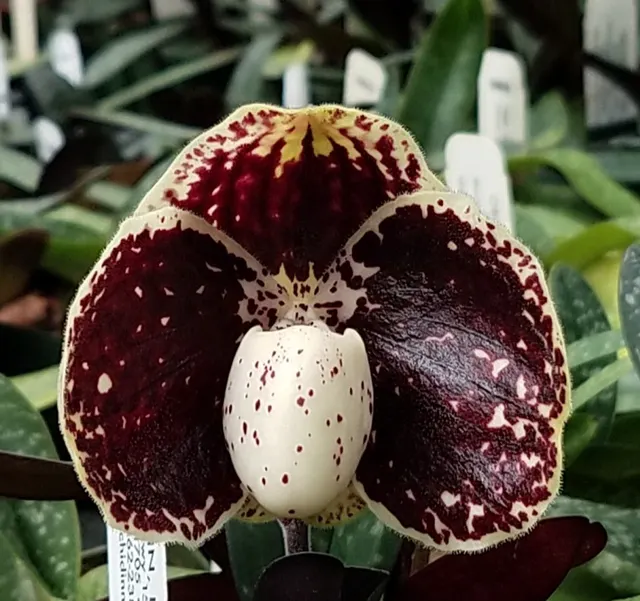 Paphiopedilum leucochilum x sib (Paphiopedilum)