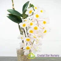 Dendrobium Farmeri