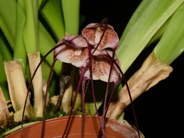 Dracula decussata (Dracula)