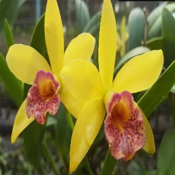 Brassocattleya Rustic Spot