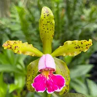Cattleya schilleriana v semi alba 'Queen Emeraldas' AM/AOS near bloom size species. Rare