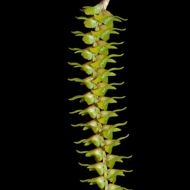 Dendrochilum saccolabium (Dendrochilum)