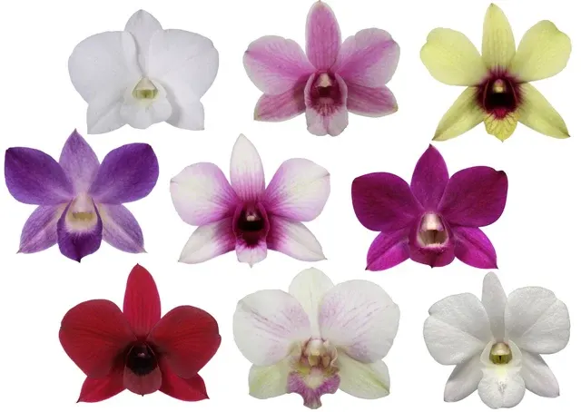 Dendrobium phalaenopsis