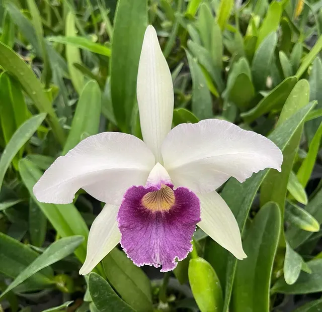 Cattleya Canhamiana (Cattleya)