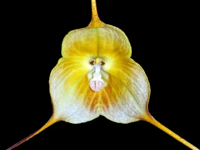 Dracula hawleyi (Dracula)