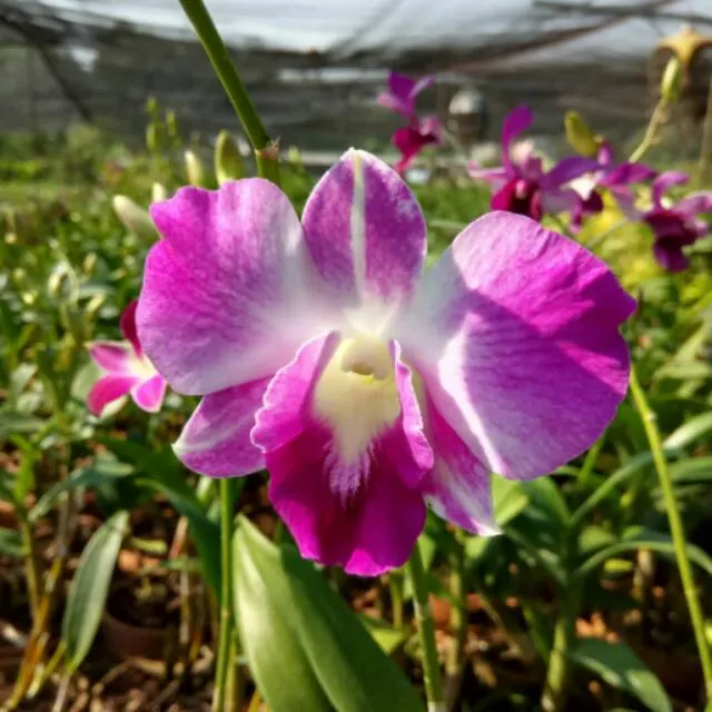 Dendrobium Sonia Erika (Dendrobium)