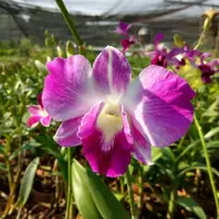 Dendrobium Orchid Sonia Erika Medium Stage