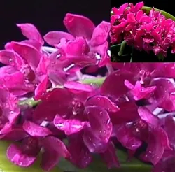 Rhynchostylis gigantea 'Ruby'
