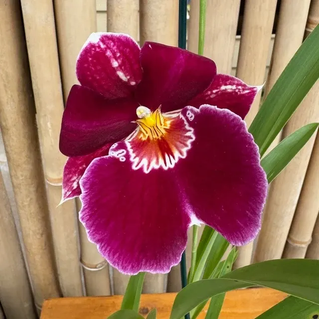 Miltoniopsis Red Tide - Buds '15159'
